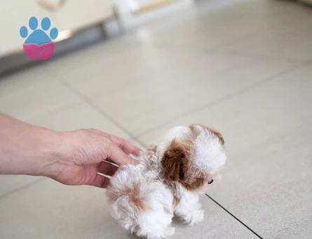 Kore Poodle efsane bebek - 10311 - Görsel 4