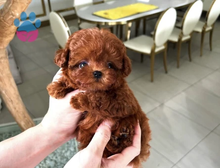 Kore Poodle dünya güzeli - 10312 - Görsel 4