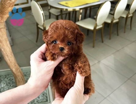 Kore Poodle dünya güzeli - 10312 - Görsel 3