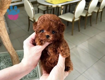 Kore Poodle dünya güzeli - 10312 - Görsel 2