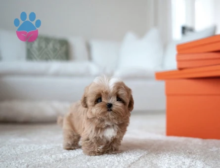Kore Poodle yıldız bebeklerimiz - 10313 - Görsel 3