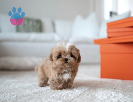 Kore Poodle yıldız bebeklerimiz - 10313 - Görsel 2