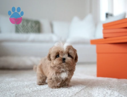Kore Poodle yıldız bebeklerimiz - 10313 - Görsel 4