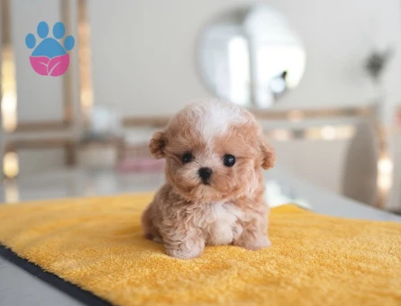Kore Poodle birbirinden güzel Kalite burada - 10316