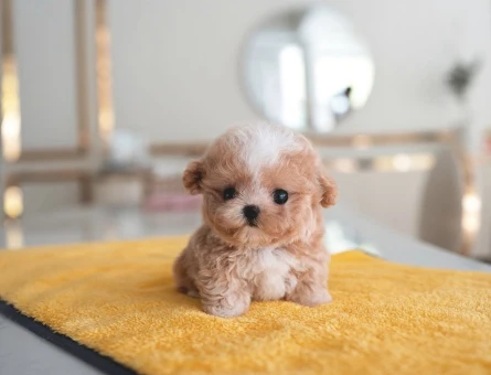 Kore Poodle birbirinden güzel Kalite burada - 10316