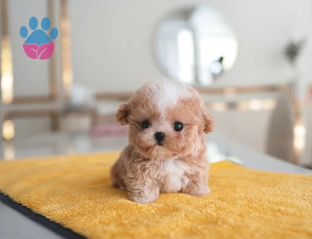 Kore Poodle birbirinden güzel Kalite burada - 10316 - Görsel 3