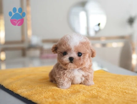 Kore Poodle birbirinden güzel Kalite burada - 10316 - Görsel 4