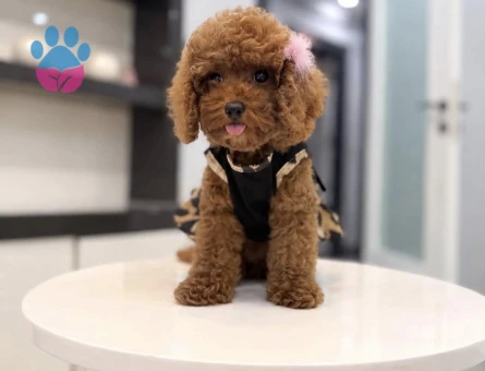 Kore Poodle yıldız efsanesi - 10317 - Görsel 2