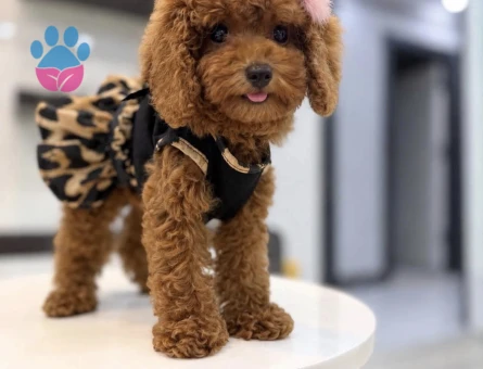 Kore Poodle yıldız efsanesi - 10317 - Görsel 4