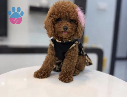 Kore Poodle yıldız efsanesi - 10317 - Görsel 5