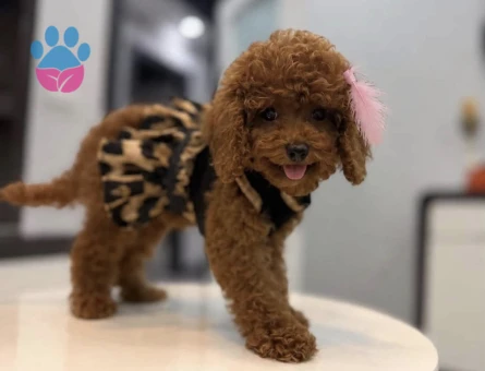 Kore Poodle yıldız efsanesi - 10317 - Görsel 3
