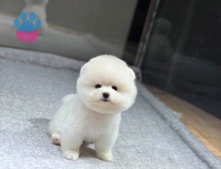 POMERANIAN ÜRETİM ÇİFTLİĞİNDEN - 10340 - Görsel 4