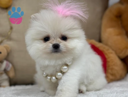 POMERANIAN ÜRETİM ÇİFTLİĞİNDEN - 10341