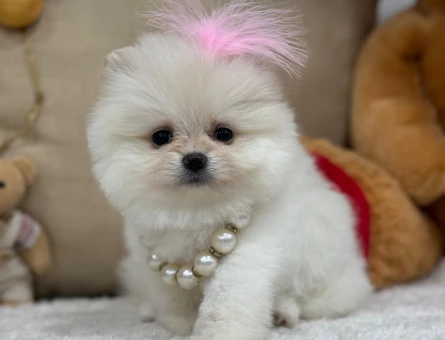 POMERANIAN ÜRETİM ÇİFTLİĞİNDEN - 10341