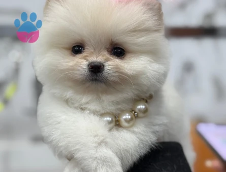 POMERANIAN ÜRETİM ÇİFTLİĞİNDEN - 10341 - Görsel 4