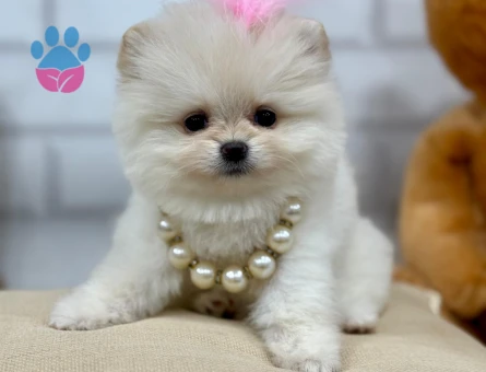 POMERANIAN ÜRETİM ÇİFTLİĞİNDEN - 10341 - Görsel 5