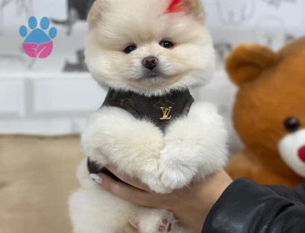 POMERANIAN ÜRETİM ÇİFTLİĞİNDEN - 10341 - Görsel 2
