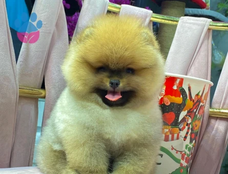 POMERANIAN ÜRETİM ÇİFTLİĞİNDEN - 10343