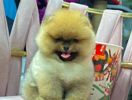 POMERANIAN ÜRETİM ÇİFTLİĞİNDEN - 10343
