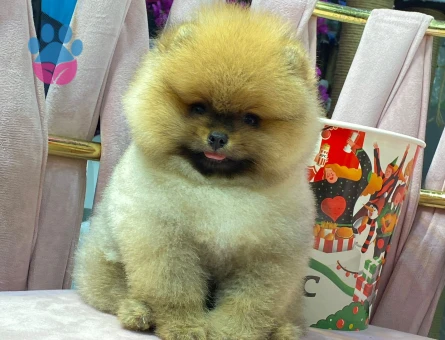 POMERANIAN ÜRETİM ÇİFTLİĞİNDEN - 10343 - Görsel 3