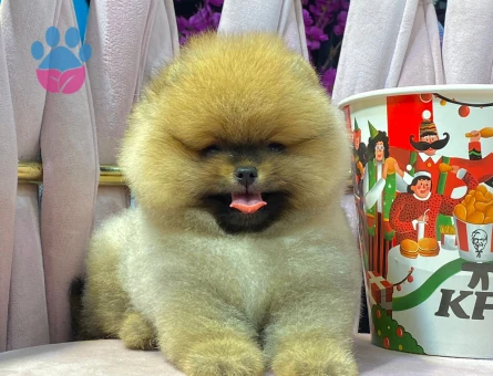 POMERANIAN ÜRETİM ÇİFTLİĞİNDEN - 10343 - Görsel 4