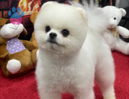 POMERANIAN ÜRETİM ÇİFTLİĞİNDEN - 10344 - Görsel 2
