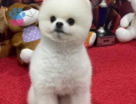 POMERANIAN ÜRETİM ÇİFTLİĞİNDEN - 10344 - Görsel 3