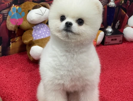 POMERANIAN ÜRETİM ÇİFTLİĞİNDEN - 10344 - Görsel 4