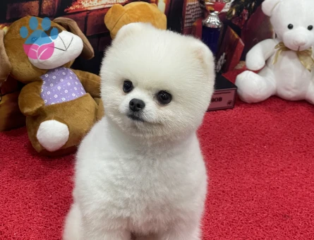 POMERANIAN ÜRETİM ÇİFTLİĞİNDEN - 10344 - Görsel 5