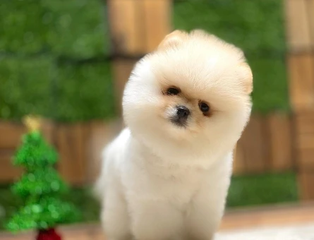 POMERANIAN ÜRETİM ÇİFTLİĞİNDEN - 10345