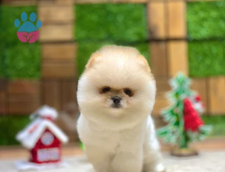 POMERANIAN ÜRETİM ÇİFTLİĞİNDEN - 10345 - Görsel 3