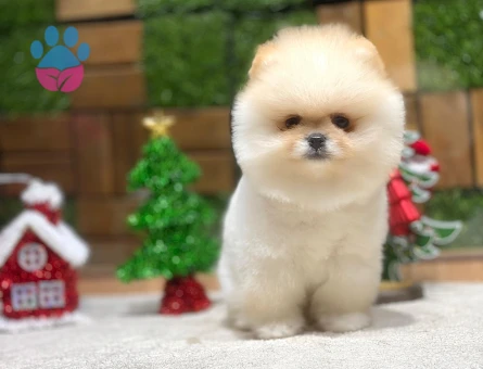 POMERANIAN ÜRETİM ÇİFTLİĞİNDEN - 10345 - Görsel 5