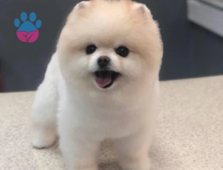 POMERANIAN ÜRETİM ÇİFTLİĞİNDEN - 10346 - Görsel 2