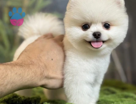 POMERANIAN ÜRETİM ÇİFTLİĞİNDEN - 10346 - Görsel 3