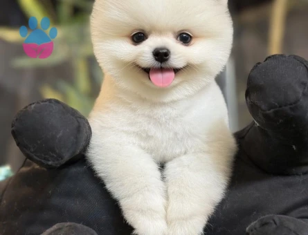 POMERANIAN ÜRETİM ÇİFTLİĞİNDEN - 10346 - Görsel 4
