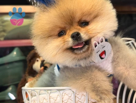 POMERANIAN ÜRETİM ÇİFTLİĞİNDEN - 10347 - Görsel 2