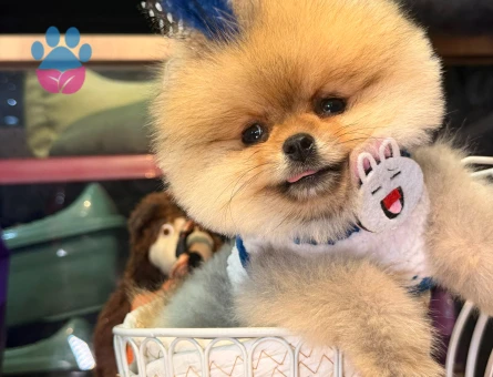 POMERANIAN ÜRETİM ÇİFTLİĞİNDEN - 10347 - Görsel 4