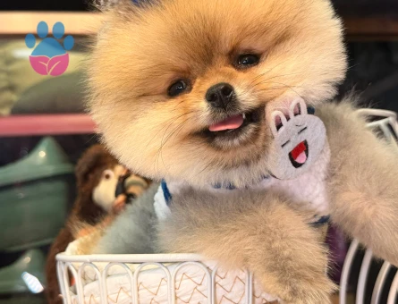 POMERANIAN ÜRETİM ÇİFTLİĞİNDEN - 10347 - Görsel 3