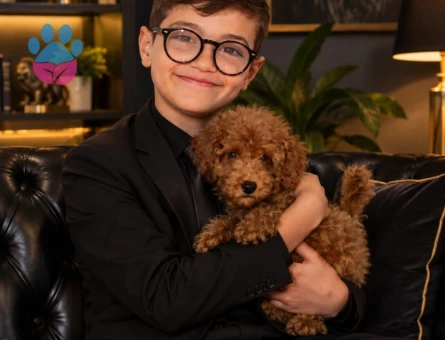 TEACUP POODLE ERKEK YAVRU YENİ YUVASINI ARIYOR - 10348 - Görsel 2