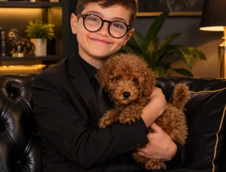 TEACUP POODLE ERKEK YAVRU YENİ YUVASINI ARIYOR - 10348