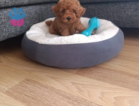 TEACUP POODLE ERKEK YAVRU YENİ YUVASINI ARIYOR - 10348 - Görsel 5