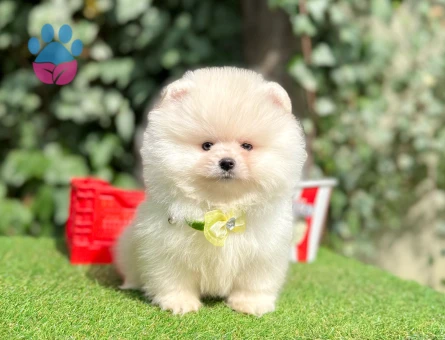 Boo Pomeranian teddy bear yavrularımız - 10349 - Görsel 3