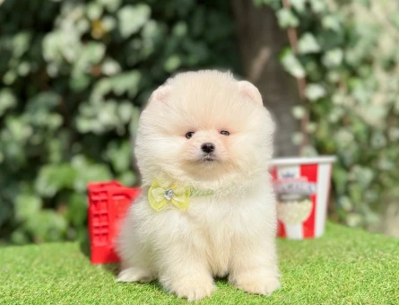 Boo Pomeranian teddy bear yavrularımız - 10349