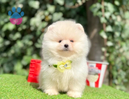 Boo Pomeranian teddy bear yavrularımız - 10349 - Görsel 4