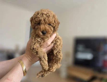 Dişi Toy Poodle - 10350