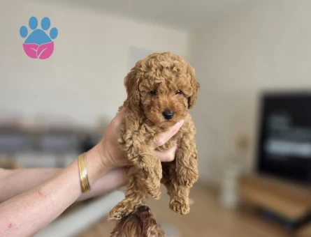 Dişi Toy Poodle - 10350 - Görsel 3
