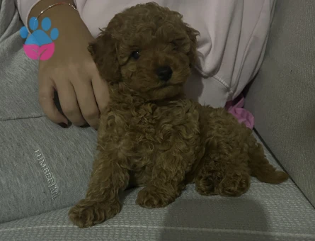 Dişi Toy Poodle - 10350 - Görsel 4