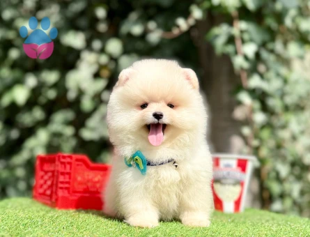 Pomeranian boo Teddy Bear En Mini Boy Yavrularımız - 10351