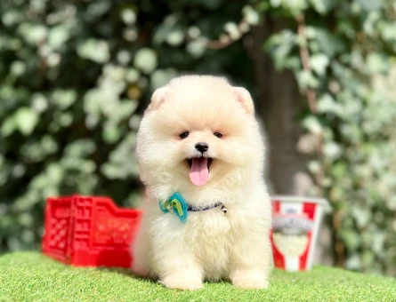 Pomeranian boo Teddy Bear En Mini Boy Yavrularımız - 10351