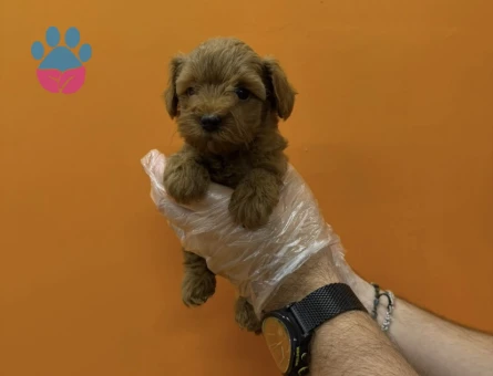 A KALİTE MALTİPOO YAVRULARIMIZ - 10354